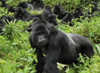 RDC : « les gorilles sont passés de 186 en 2010 à 286 de nos jours  », a affirmé le directeur du parc des Virunga