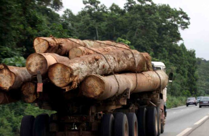 Haut-Katanga : le gouvernement provincial interdit toute exploitation forestière illégale de bois rouge