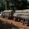 Haut-Katanga : le gouvernement provincial interdit toute exploitation forestière illégale de bois rouge
