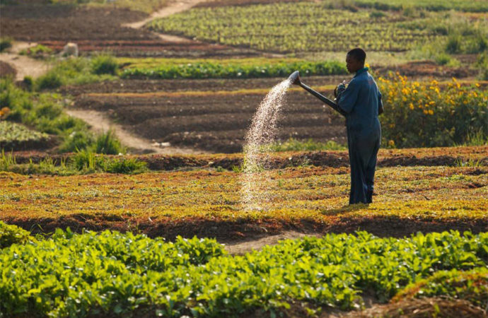 Bukavu : Félix Tshisekedi promet de faire de l’agriculture son domaine de création d’emplois