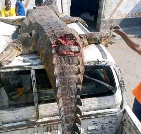 RDC : un crocodile qui effrayait la population abattu au Kwango
