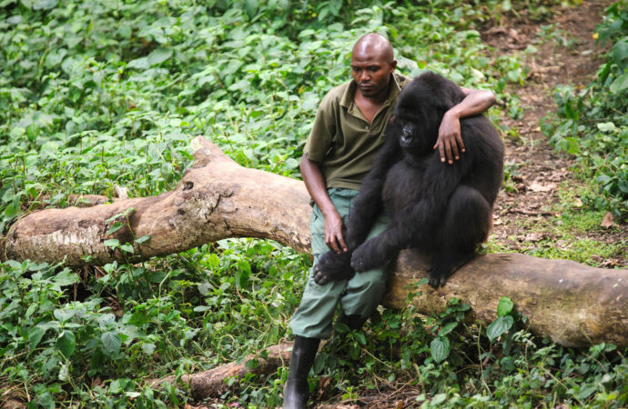 Nord-Kivu : l’ICCN condamne l’attaque contre le parc de Virunga