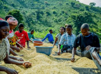 Nord-Kivu : levée de la mesure suspendant l’exportation du café et du cacao à Kasindi