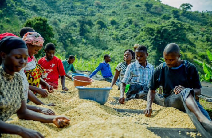 Nord-Kivu : levée de la mesure suspendant l’exportation du café et du cacao à Kasindi