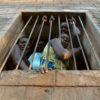 Sud-kivu : 18 détenus s’évadent du cachot du parquet de Bukavu
